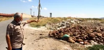 Yol kenarına kamyonlarla dökülen sakatatlar vatandaşların tepkisine neden oldu