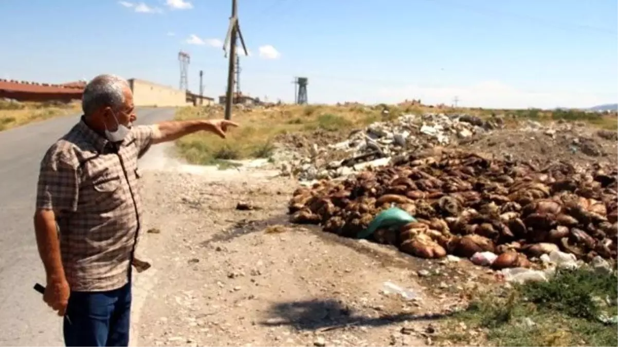 Yol kenarına kamyonlarla dökülen sakatatlar vatandaşların tepkisine neden oldu