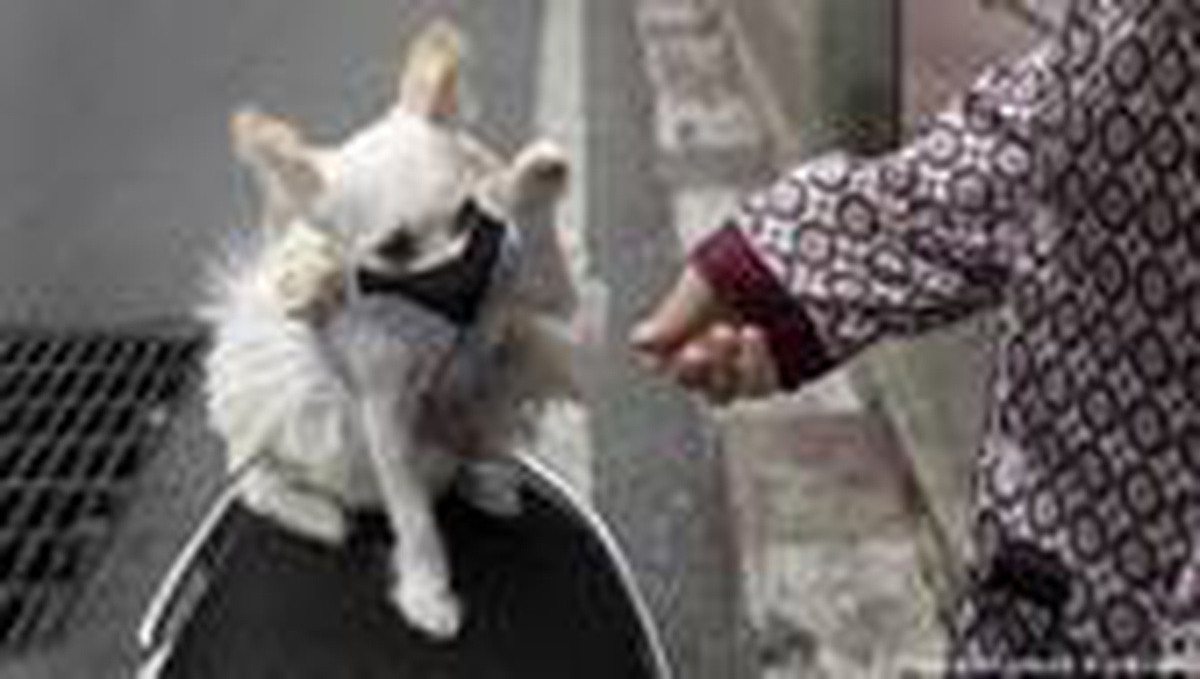 İnsanlar koronayı kedi ve köpeklere bulaştırıyor