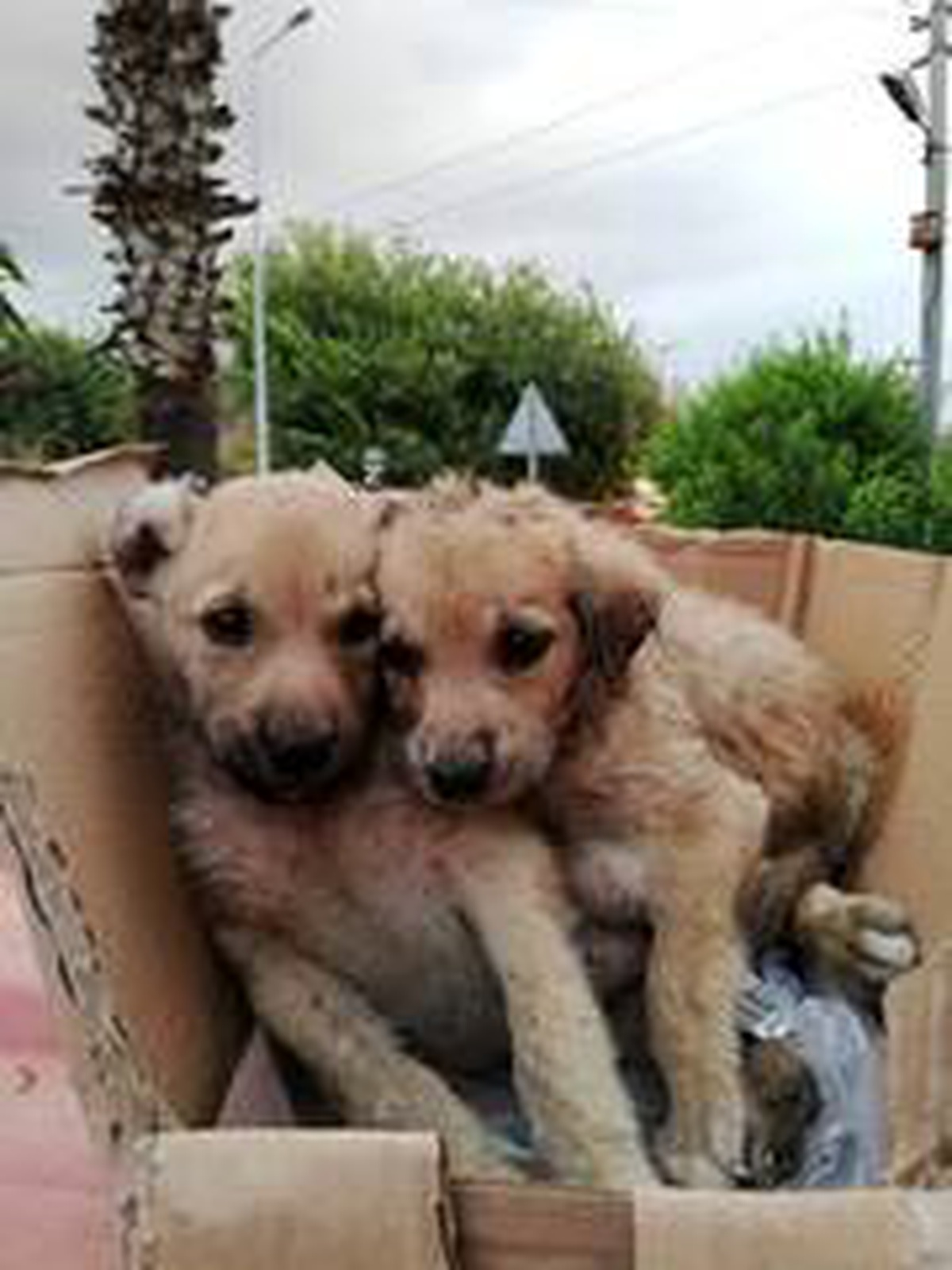 Kanala düşen yavru köpeklerin yardımına itfaiye koştu