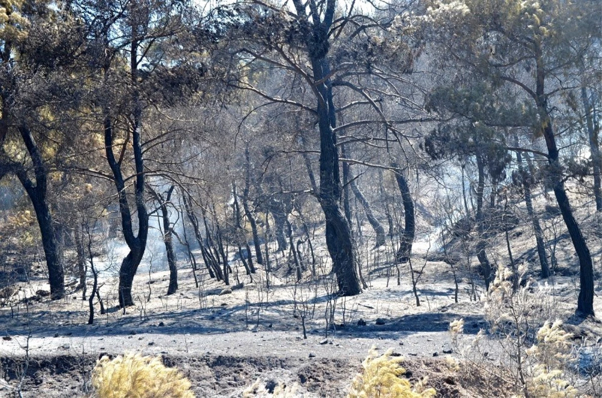 Manisa\'daki orman yangını tamamen kontrol altına alındı