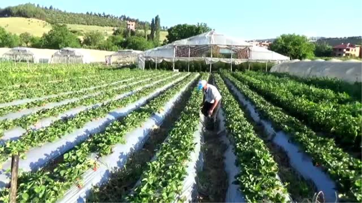 Omuz omuza veren çift, 17 yıldır ekmeklerini topraktan kazanıyor