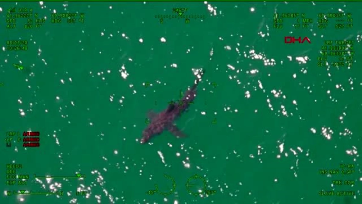 ABD\'de sahilde köpekbalığı paniği