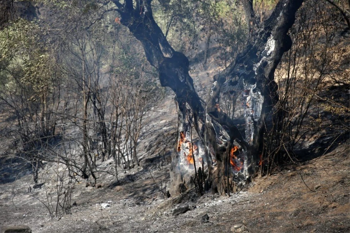 Başkan Çerçioğlu\'ndan zeytin ağaçları yanan çiftçiye destek