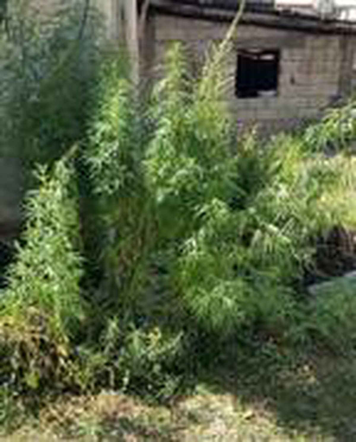 Bitlis\'te 147 kök Hint keneviri ele geçirildi