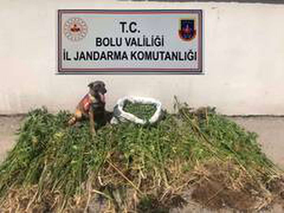 Bolu\'da uyuşturucu operasyonu: 3 tutuklama