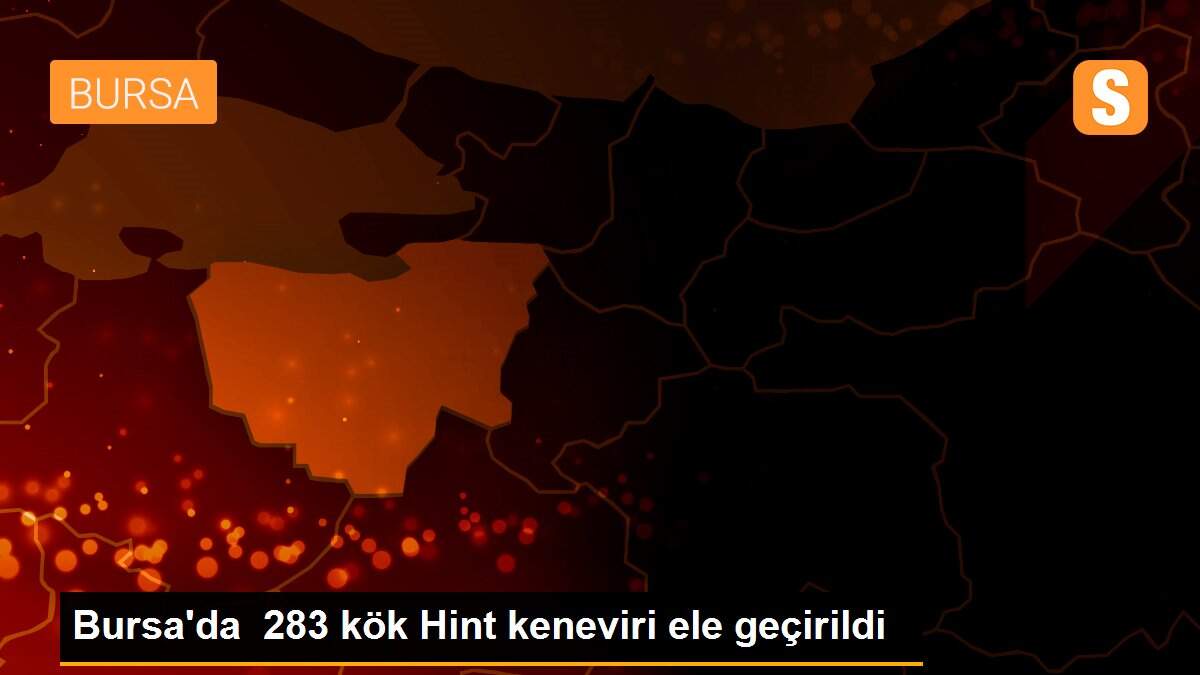 Bursa\'da 283 kök Hint keneviri ele geçirildi