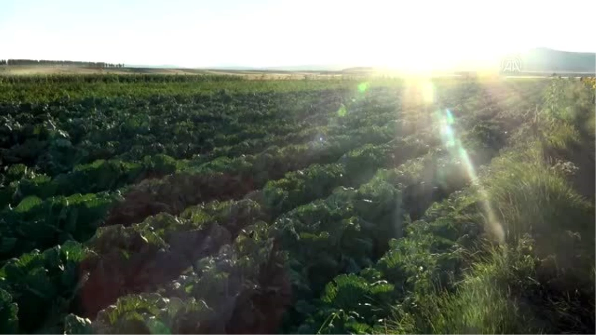 Son dakika haberleri | Dolu, ekili tarım arazilerine zarar verdi