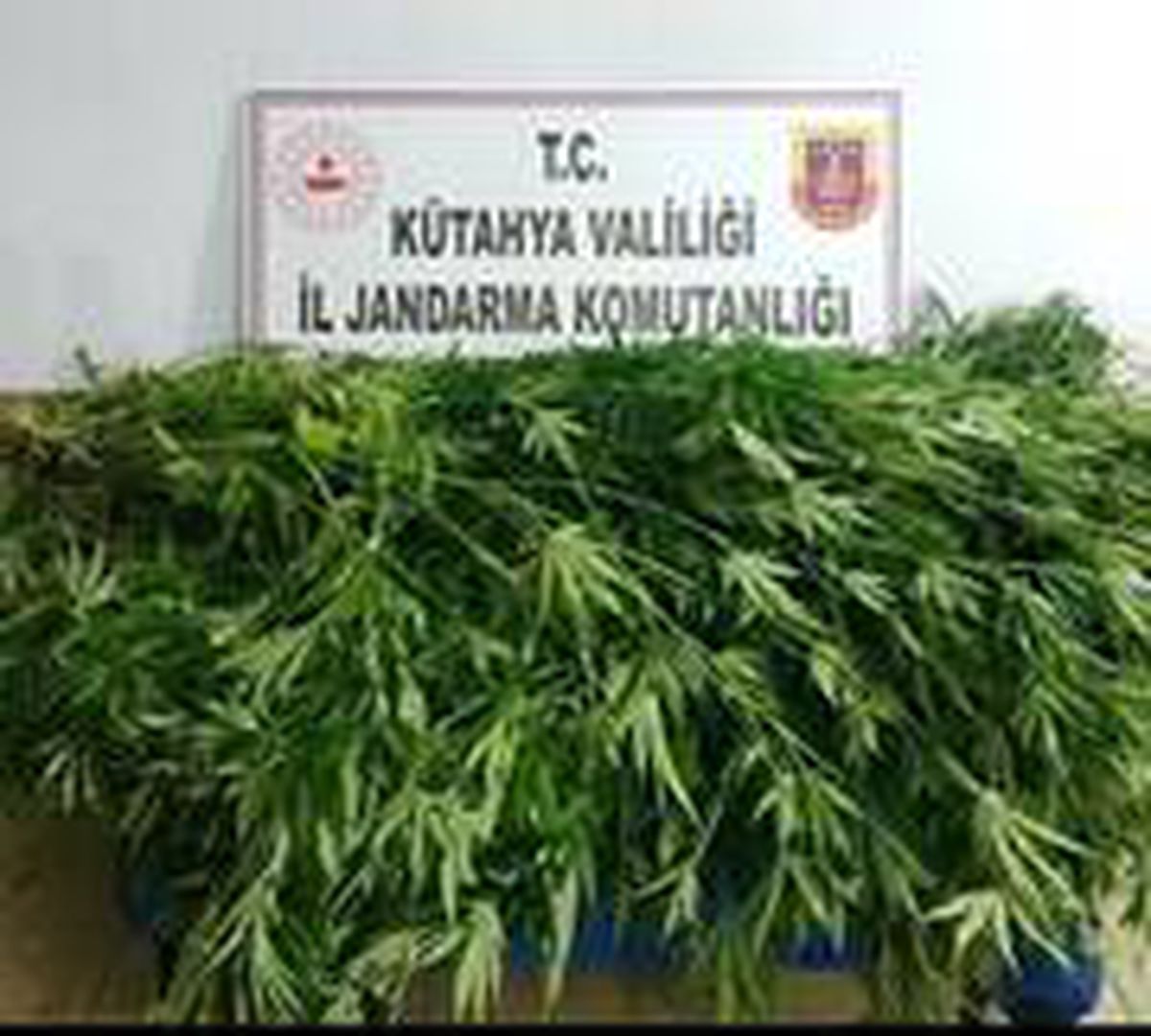 Kütahya\'da serada 18 kök Hint keneviri ele geçirildi