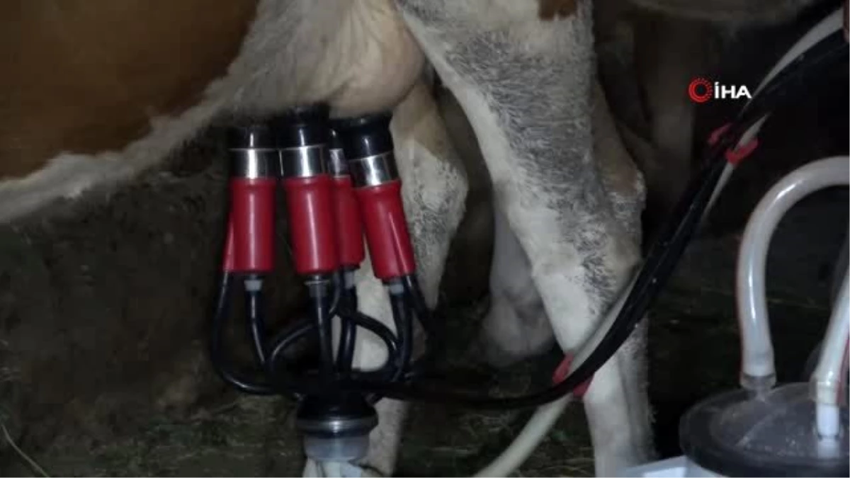 Muş\'ta açılan süt toplama üniteleriyle hayvancılık canlanıyor