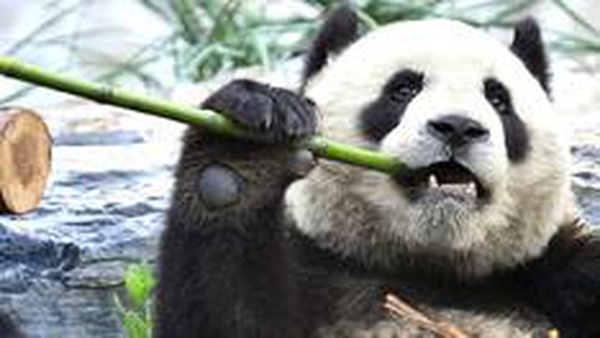 Panda koruma alanları nedeniyle \'bazı yırtıcıları soyu tehlikeye girdi\'