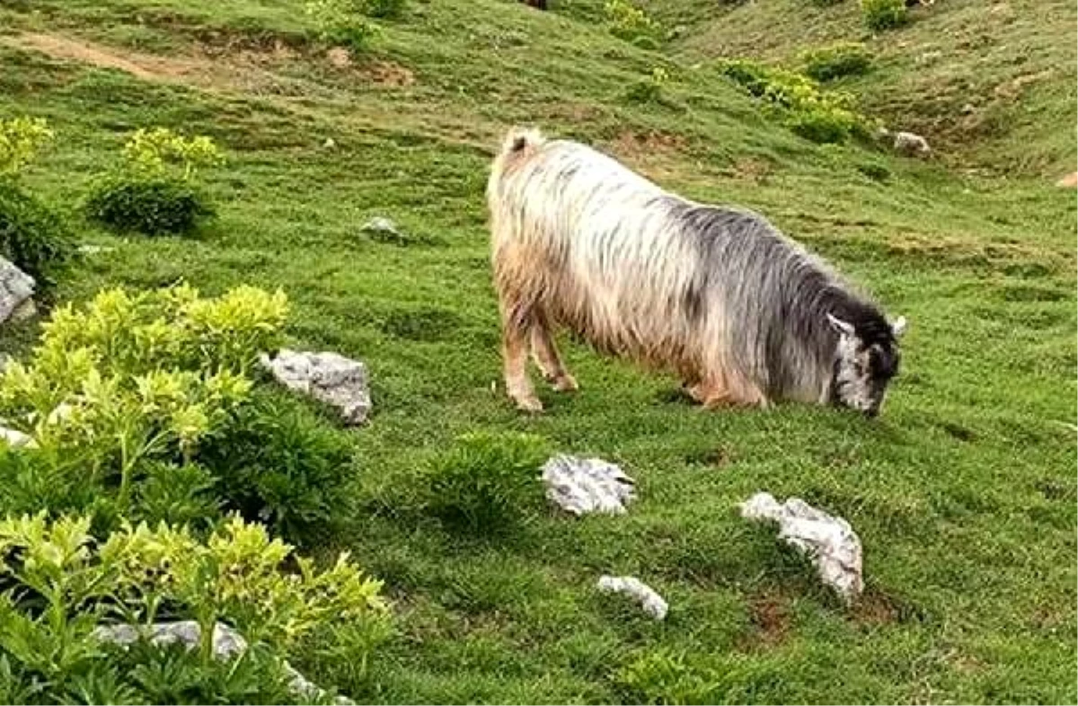 Ahırın kapısını kırıp dağa kaçan kurbanlık keçi, 5 gün sonra otlanırken bulundu