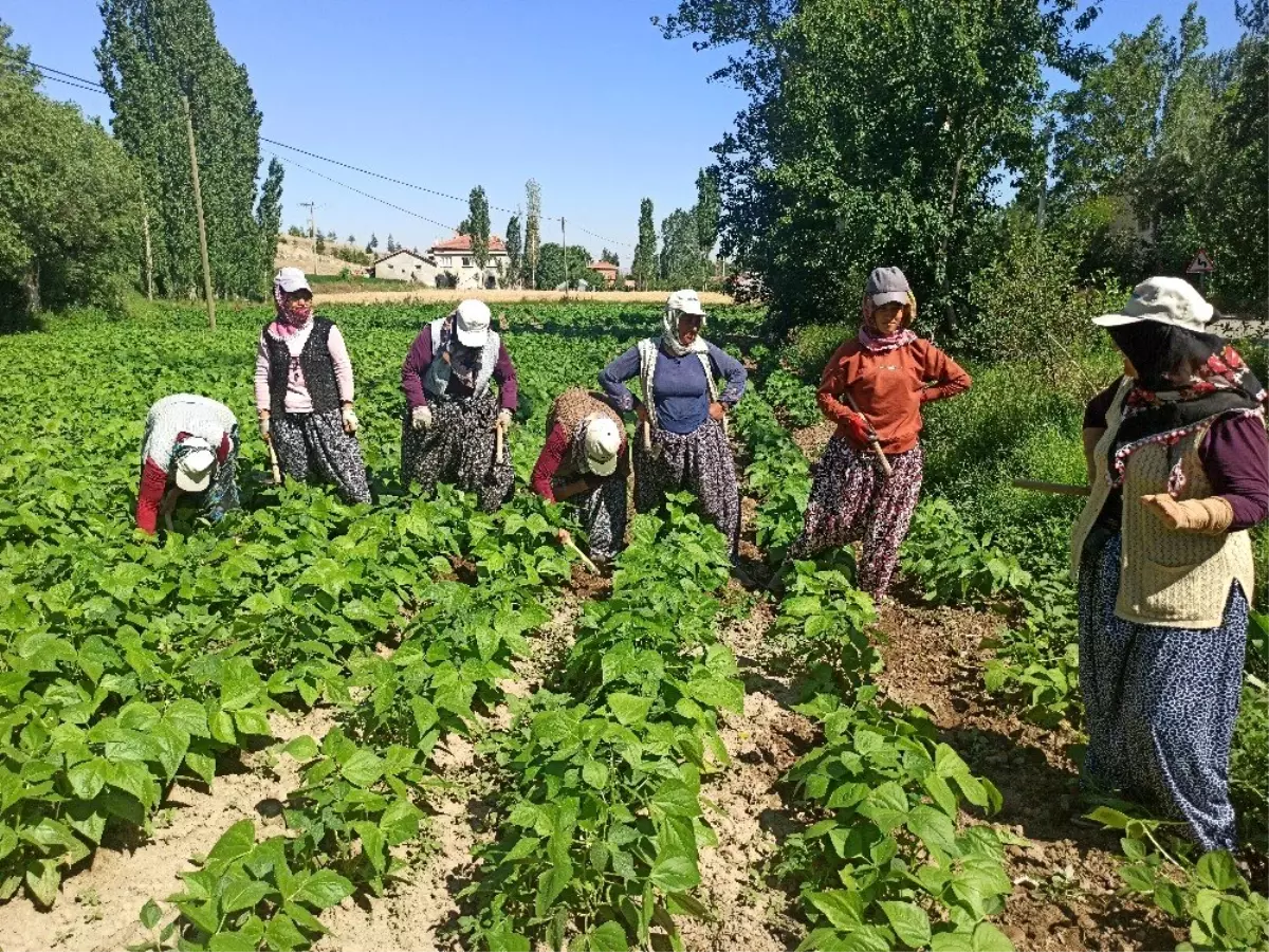 Afyonkarahisar\'da ilk hasadı yapılan fasulyenin satış fiyatı üreticisini memnun etmedi