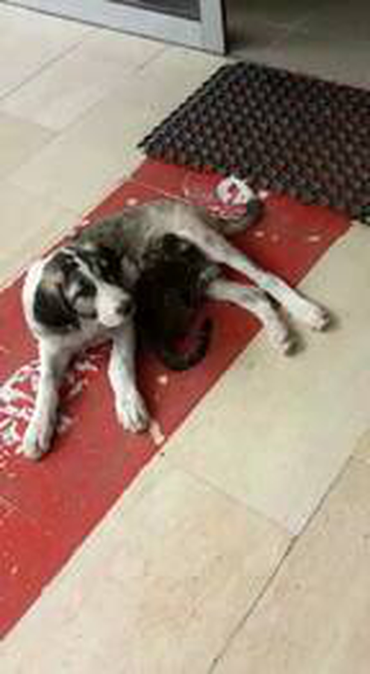Yavru kedi ve köpeğin gülümseten dostluğu