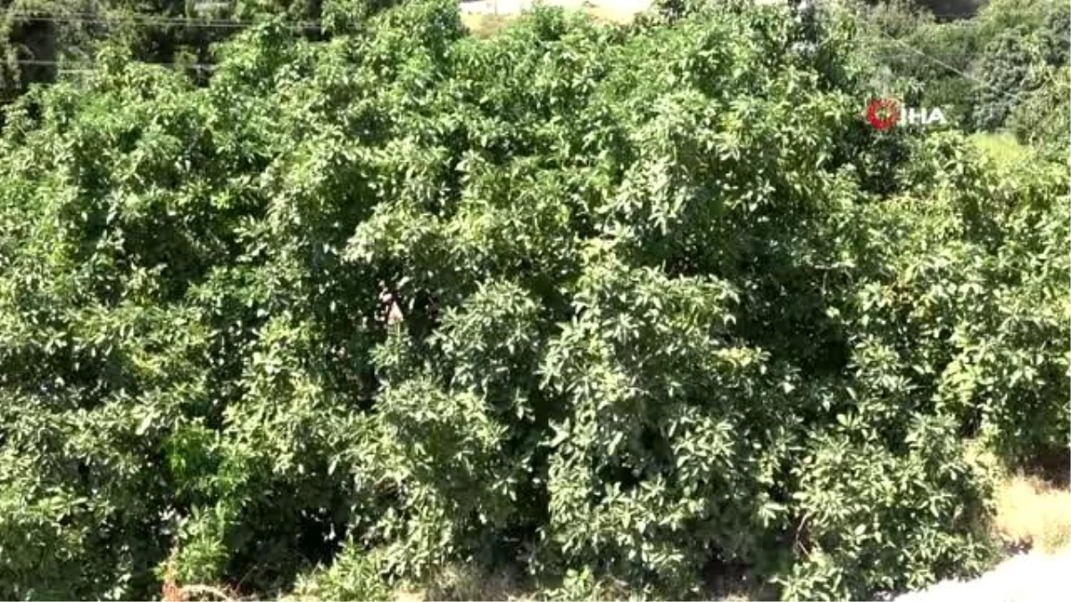 Antalya\'da 45 bin dekarda hasatına başlanan avokadoda hedef 70 milyon adet