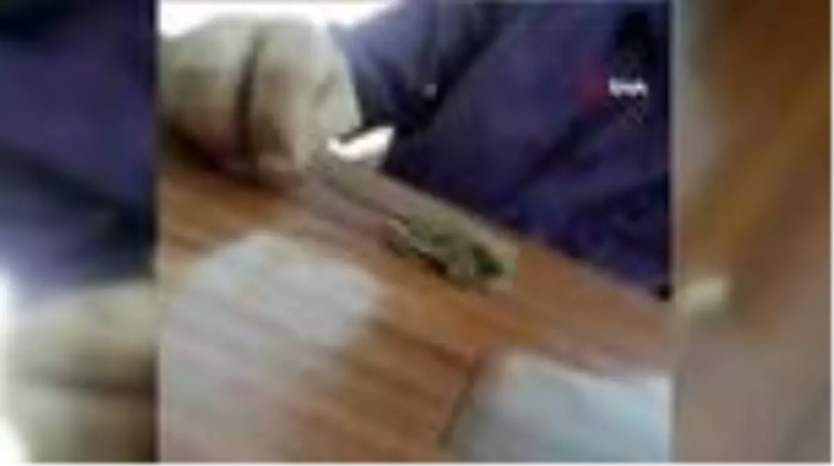 Bahçesinde bulduğu ve fındık faresi sandığı hayvan bakın ne çıktı