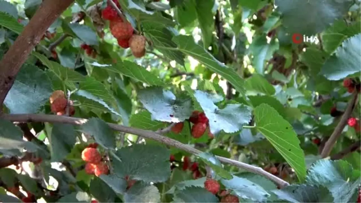 Karadutun ekonomiye katkısı