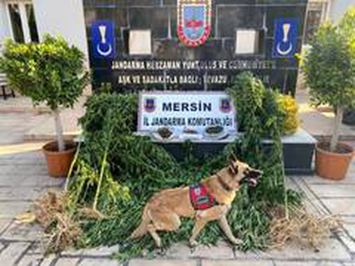 Limon bahçesinde uyuşturucu ele geçirildi