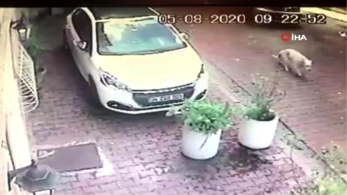 Beşiktaş\'ta kadın sürücü köpeğe çarpıp kaçtı- Kadın sürücünün köpeğe çarptığı anlar kamerada