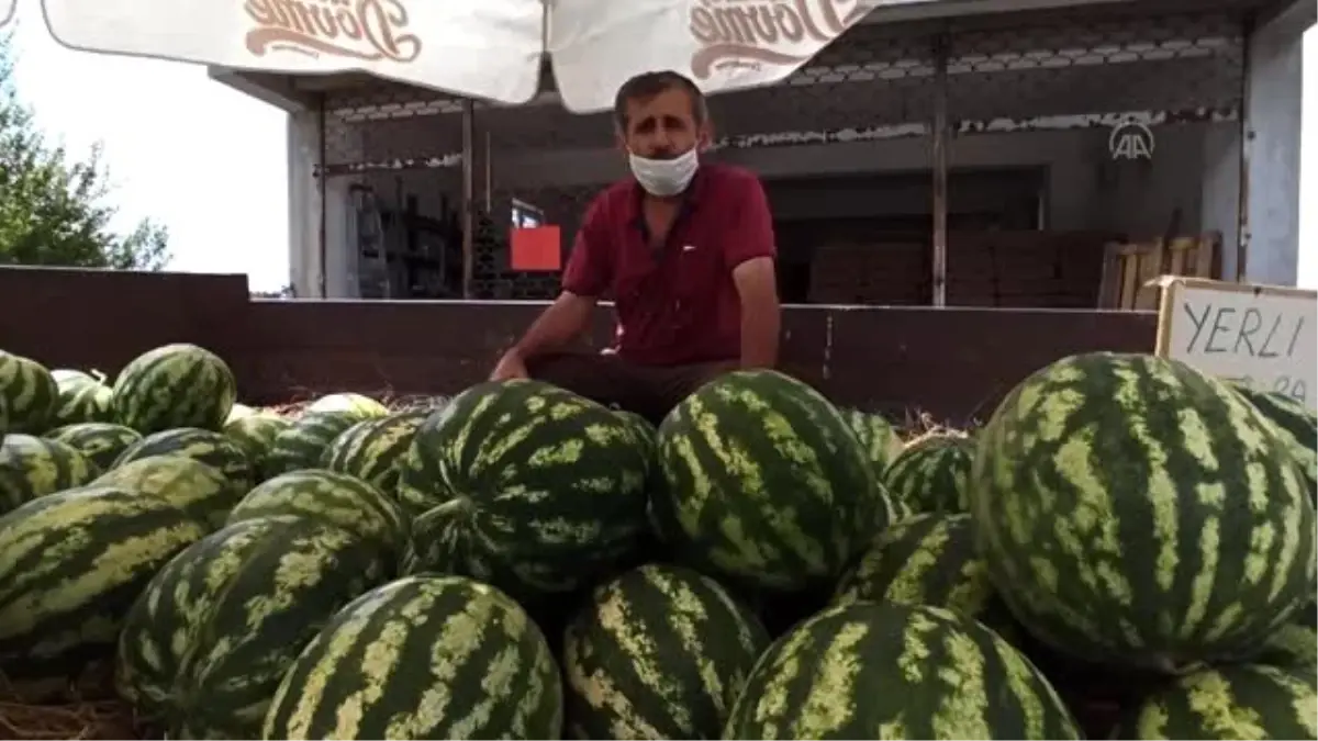 Kendine özgü tadı ve kokusuyla ünlü "Kandıra karpuzu"nun hasadı başladı