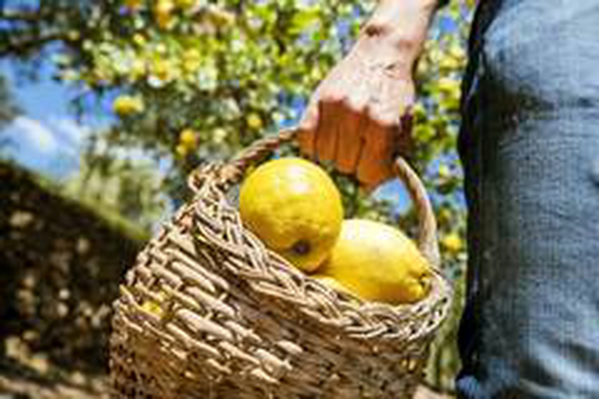 Limon ihracatında ön izin şartı kaldırıldı