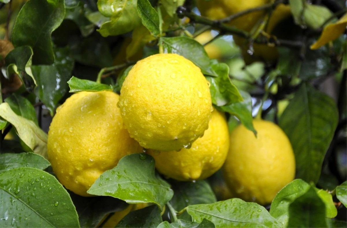 Limon ihracatında ön izin şartının kalkması, ihracatçı ve üreticiyi sevindirdi