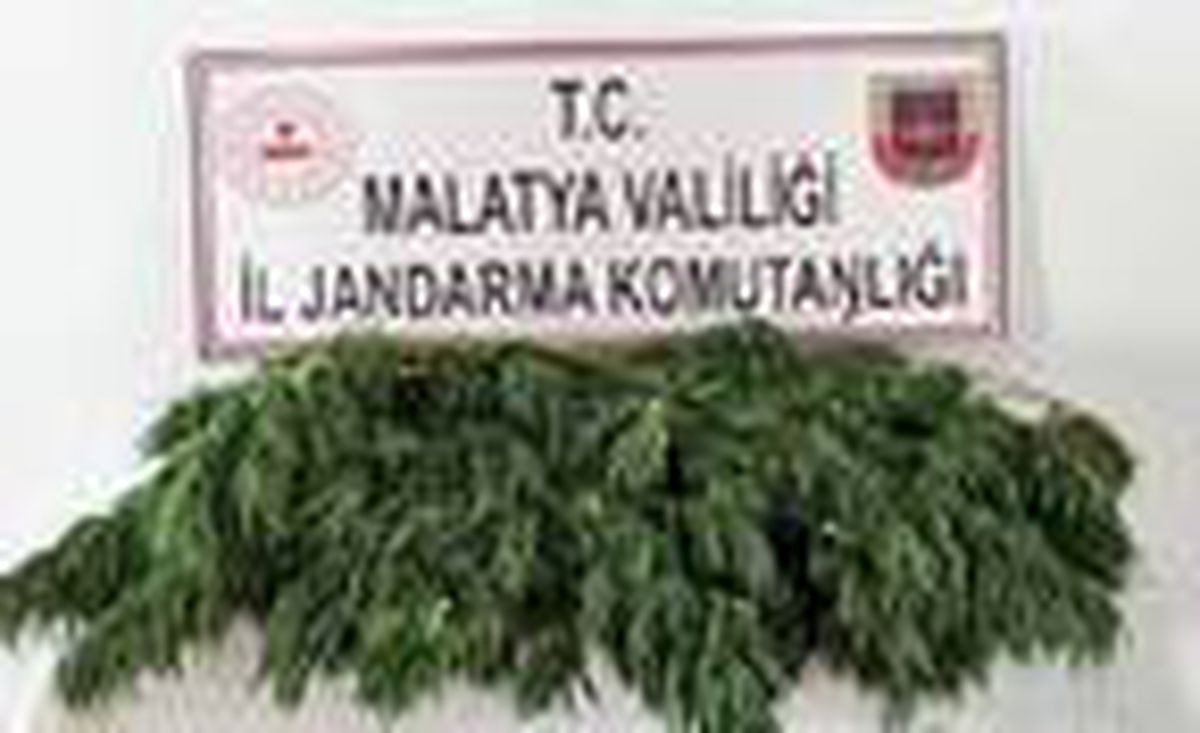Malatya\'da 11 bin kök kenevir ele geçirildi