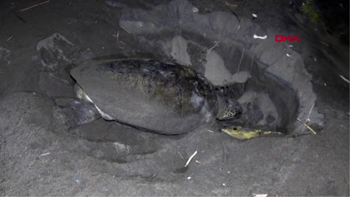 MERSİN Yuvadan çıkan deniz kaplumbağaları, denizle buluştu