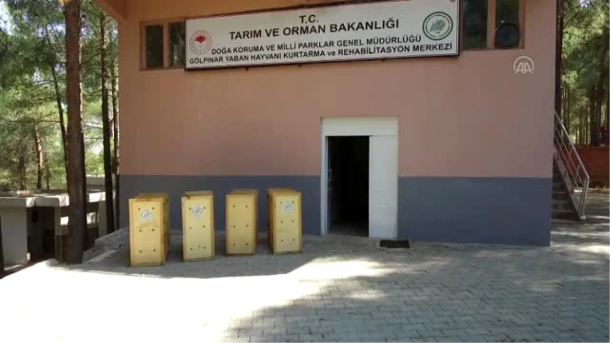 Şanlıurfa\'da tedavileri tamamlanan 25 yabani kuş doğaya bırakıldı