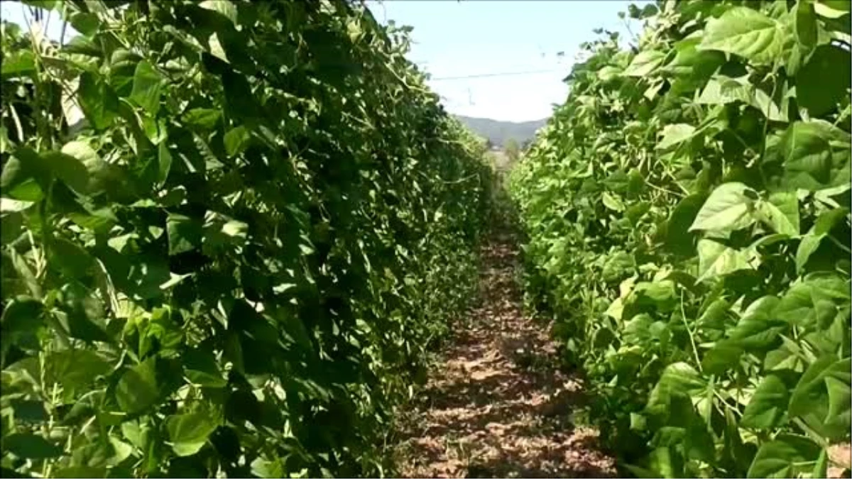 Tescilli ürün "boncuk fasulye"de hasat başladı