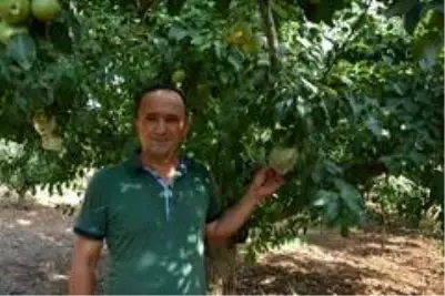 Antalya Da Kalp Seklinde Armuda Yogun Ilgi Son Dakika