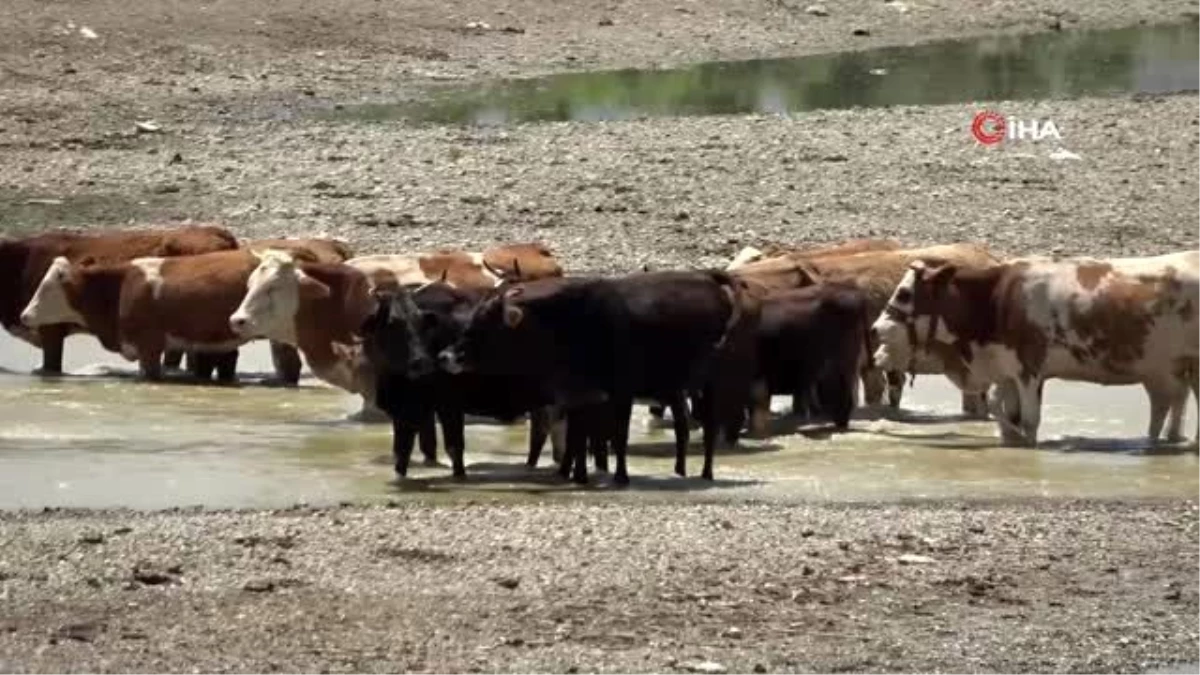 Muş\'ta sıcak havadan etkilenen büyükbaş hayvanlar nehirde serinliyor