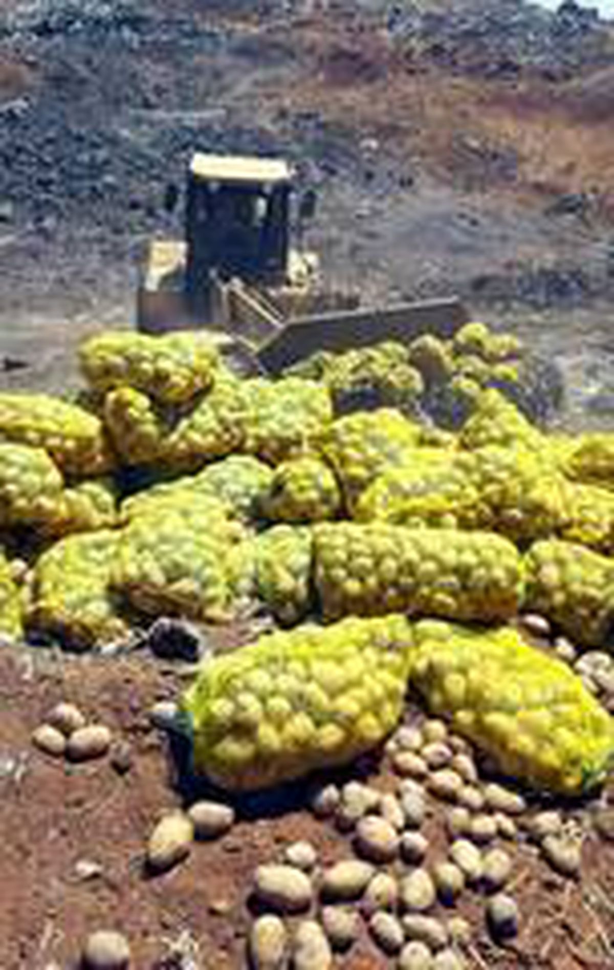 25 Ton patates imha edildi