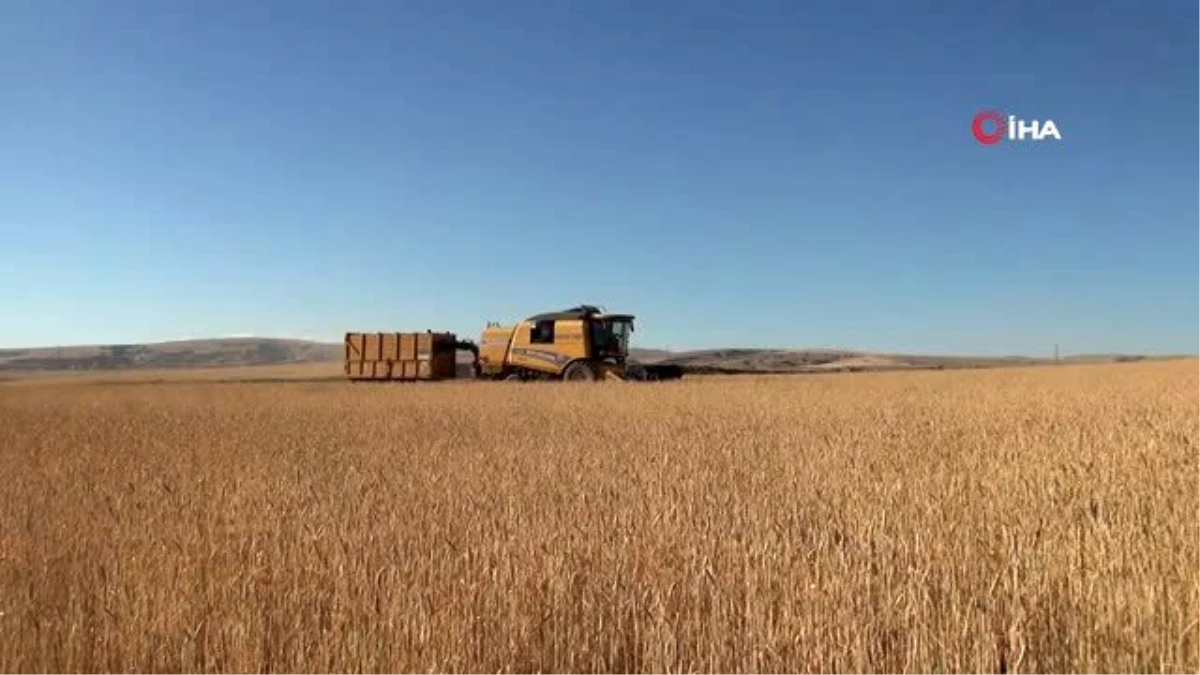 Ahlat\'ta 70 bin ton buğday hasadı bekleniyor