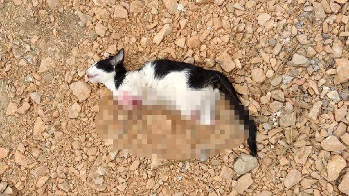 Bursa\'da yavru kedi, işkence edilerek öldürüldü