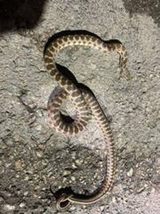 Eve giren yılanı itfaiye ekipleri çıkardı Son Dakika