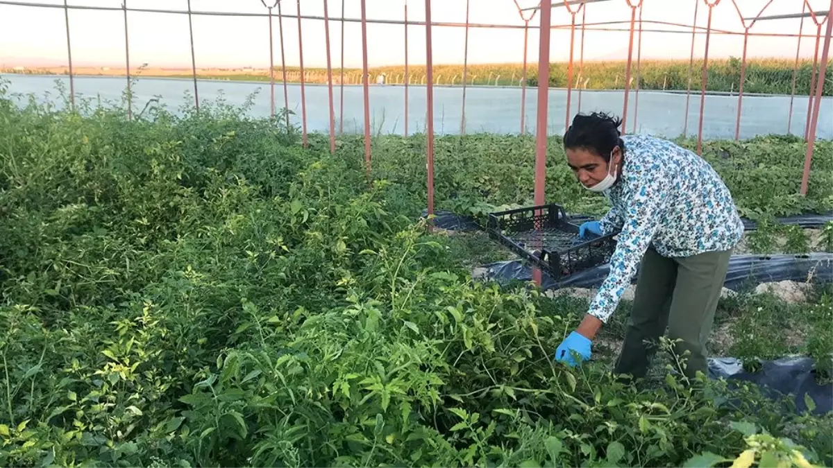 Son dakika haber! Kanseri yendiği mor çilekleri yurt içi ve yurt dışına gönderiyor