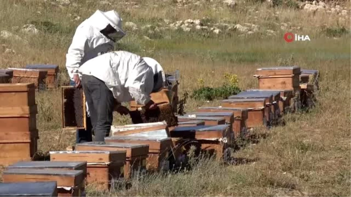 Kupalı, madalyalı organik Eğriçayır balında hasat coşkusu