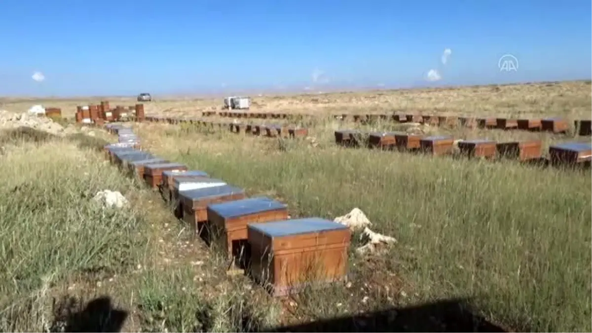 Ödüllü Eğriçayır balının hasadı yapıldı