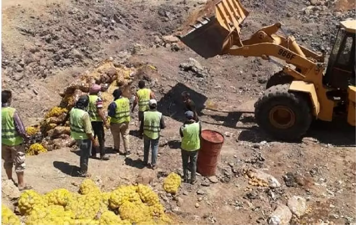 Sağlığa zararlı 25 ton patates yakılarak imha edildi