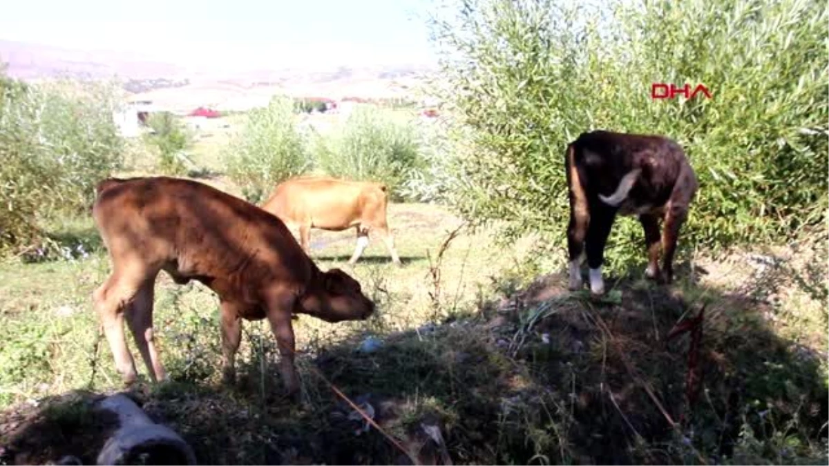 Genç çiftçi, kiraladığı ahır satılınca hayvanları ile dışarıda kaldı