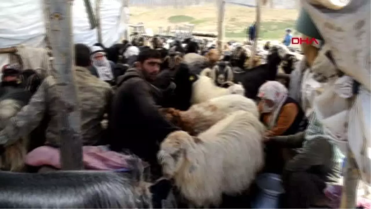 MUŞ Berivanların zorlu süt sağım mesaisi