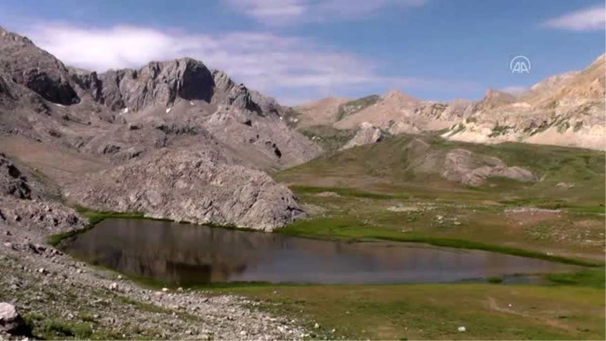 Tunceli\'de göçerlerin doğaya saldığı atlar yaylalara renk katıyor