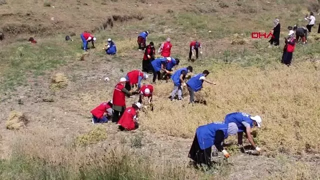 Son dakika haberleri... ANKARA Şehit babasının tarlasını gençler hasat etti