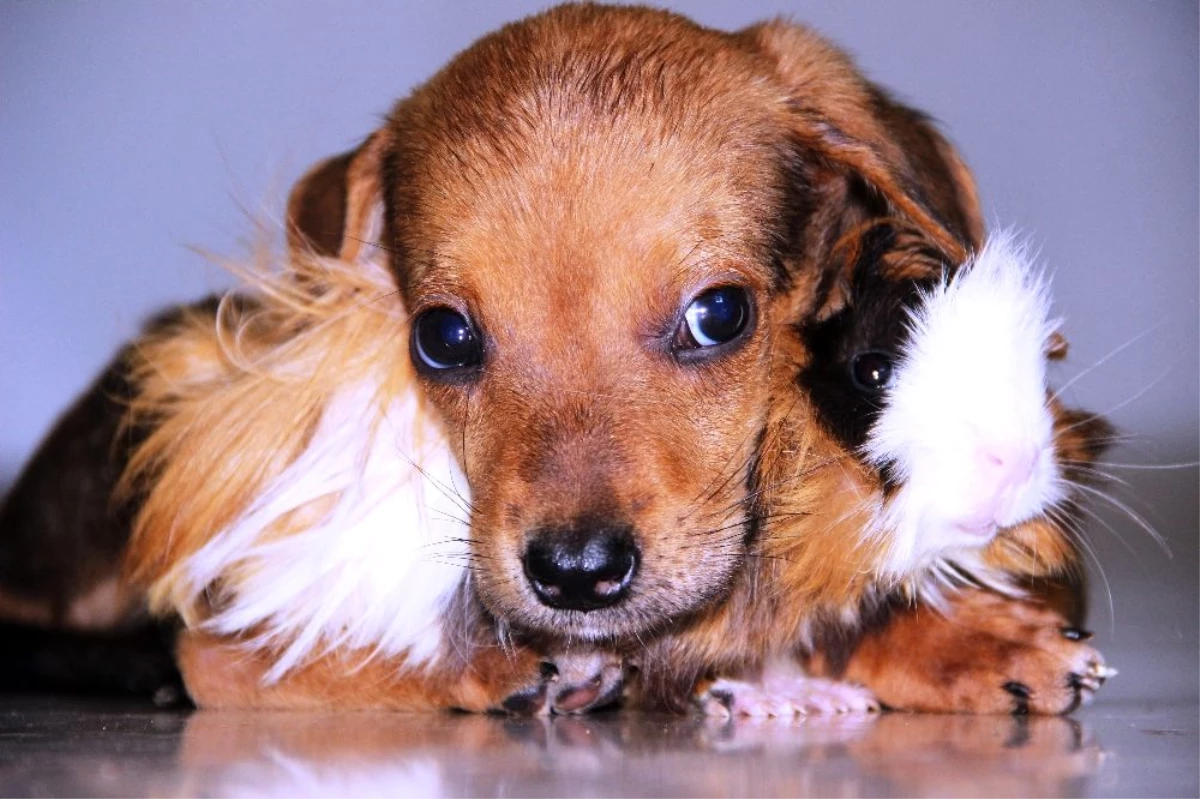 Gine domuzuyla yavru köpeğin dostluğu görenleri şaşırtıyor