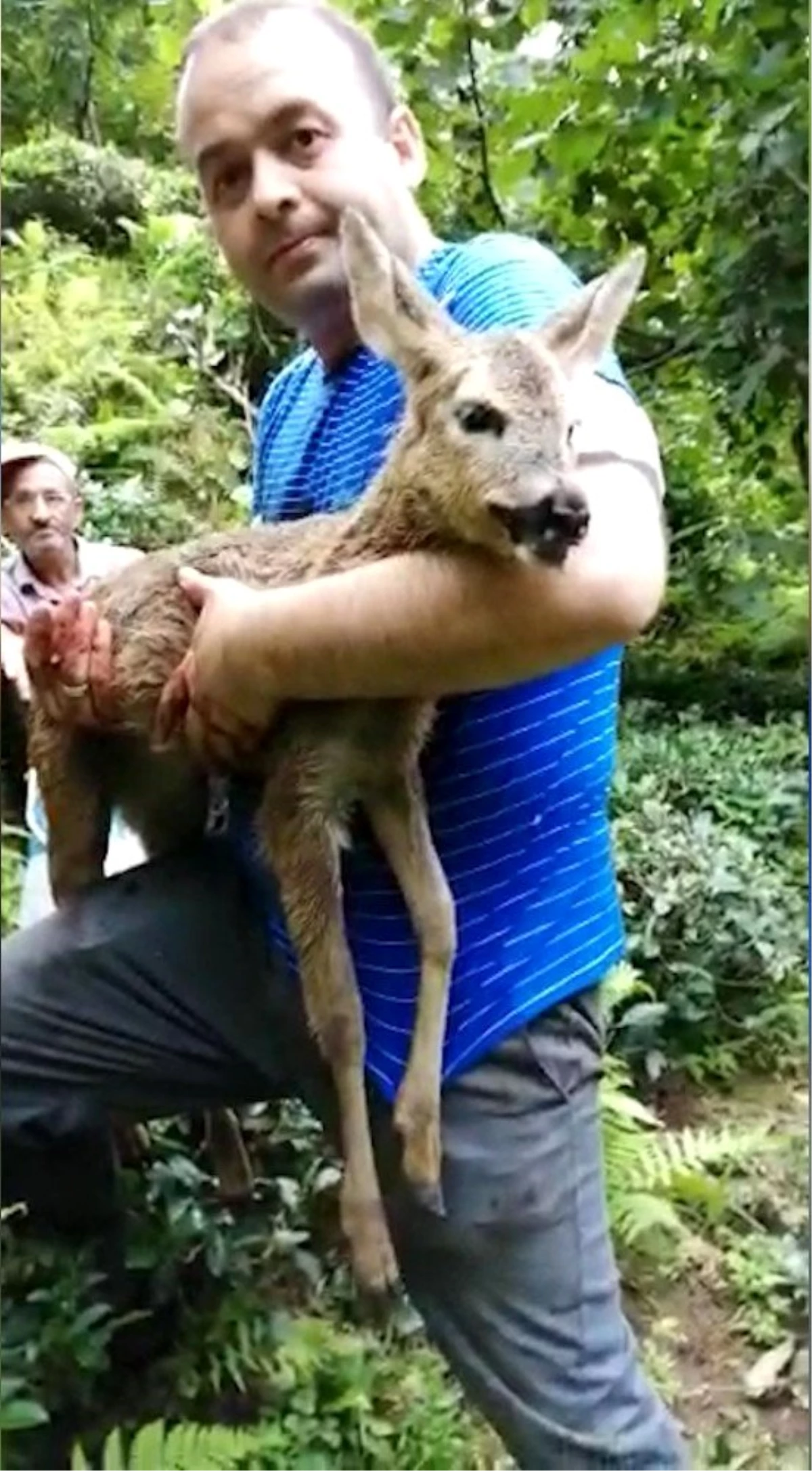 Köpeklerin saldırısına uğrayan yavru karaca kurtarılamadı