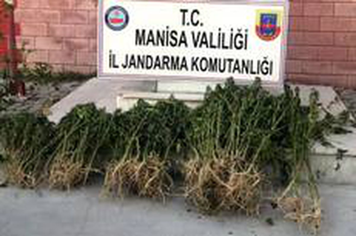 Son dakika haber! Manisa\'da uyuşturucu operasyonu