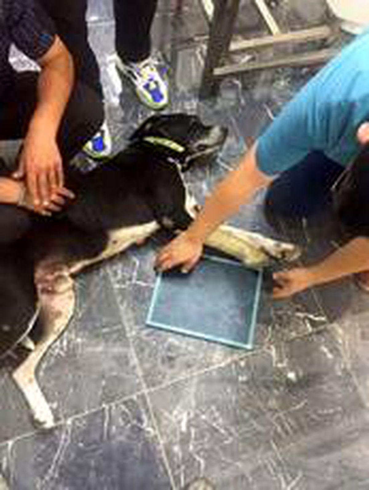 Yaralı köpek için seferber oldular