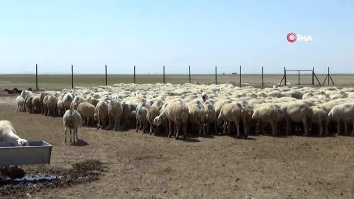Aksaray\'da koyun sürüsüne koç katımı yapıldı