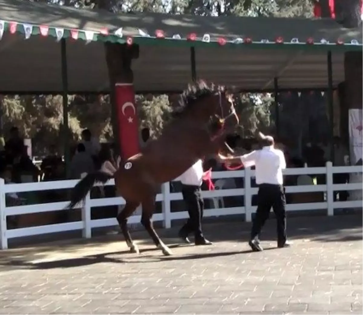 Araba fiyatına satılık tay podyumda bakıcısını böyle tepti